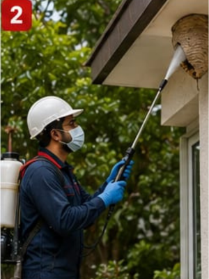 Bee and Wasp Control Services